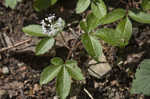 Dwarf ginseng